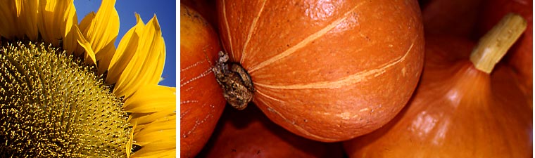 Kenny Ausubel - Farming the Future