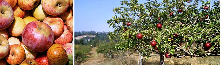 Tom Starrs Fossil Food: Consuming Our Future